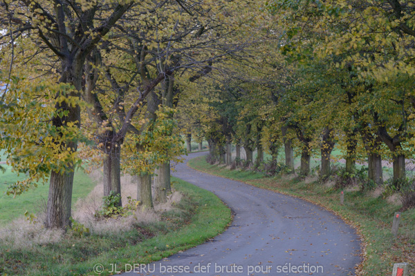 paysage automne